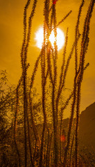 Arizona deserts are home to many different types of cacti. Silhouettes that show the different shapes of these Southwest USA beauties are pictured against setting sun backdrop in these nature photos 