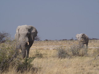 Obraz premium Elephants in Etosha Namibia