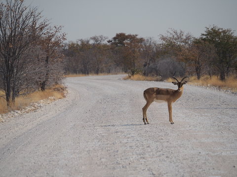 springbook in etosha Namibia