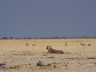 lioness at etosha national park
