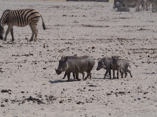 Aniamals at etosha national park