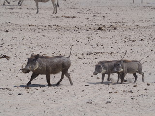 Fototapeta premium Aniamals at etosha national park