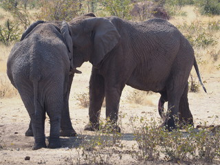Elephants Namibia