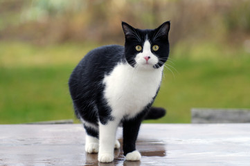 Portrait d'un jeune chat noir et blanc
