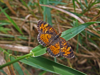 Small orange butterfly on blade of grass.