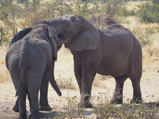 Elephants Namibia