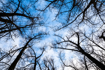 Blue Sky Series