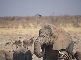 Etosha national park Animales