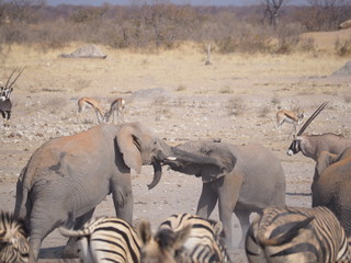 Etosha national park Animales