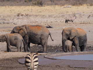 Etosha national park Animales