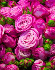 Fototapeta premium A bunch of roses