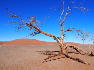 Big daddy Namib desert