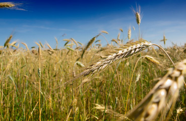 Wheat field against a blue sky