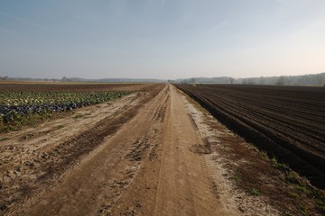 Agircutural field in late sunlight