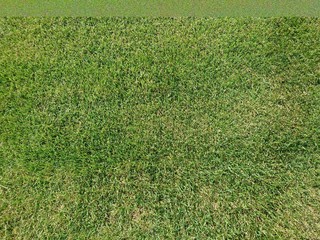 A piece of green lawn close-up  with fringing. Grass texture