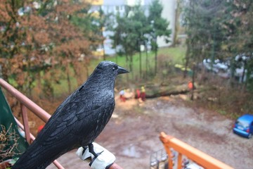 An artificial raven on a balcony in Salzburg, Austria. On the parking space a tree has been felled. In the suburb of Salzburg, district Lehen, Europe.