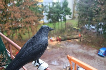 An artificial raven on a balcony in Salzburg, Austria. On the parking space a tree has been felled....