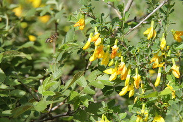 striped furry bee flies not yellow flowers. many yellow flowers in the garden.