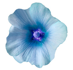 Light blue  flower  on  white isolated background with clipping path. Closeup. no shadows. For design. Nature.