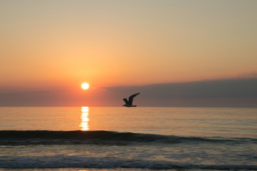 Ocean City, Md sunrise with bird