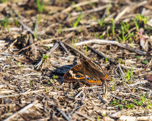 The first butterfly of the new year!