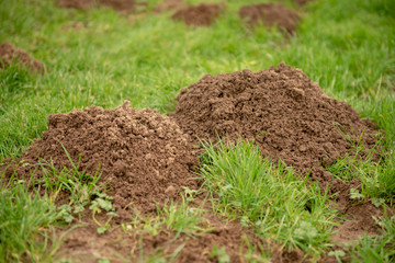 Close up image of mole hills on green grass 