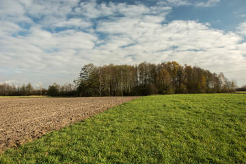 Plowed field, green meadow and coppice