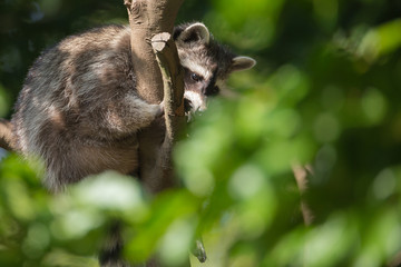 Waschbär