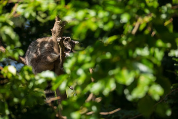 Waschbär