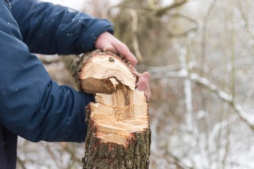 man holding cutted yule log tree