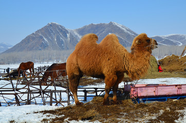 camel in winter