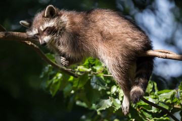 Waschbär © Alexander von Düren