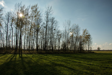 Obraz premium Shadows on green meadow, sun behind trees - autumnal view