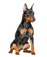 Zwergpinscher Dog  Isolated  on White Background in studio