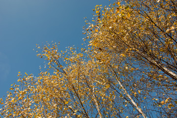 Birch trees with yellow leaves and blue sky
