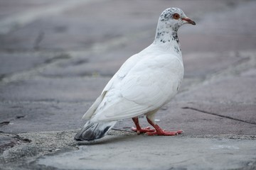 white pigeon