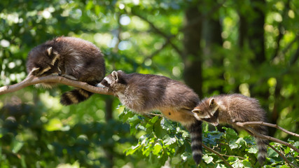 Waschbär