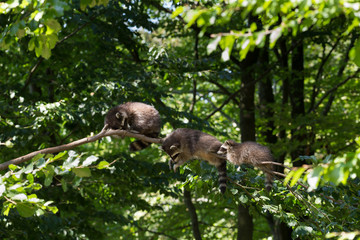 Waschbär