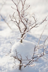 Blueberry bush in a snowdrift. Branches of a bush in the snow.