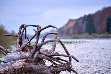 Dead Tree on the Isar Beach