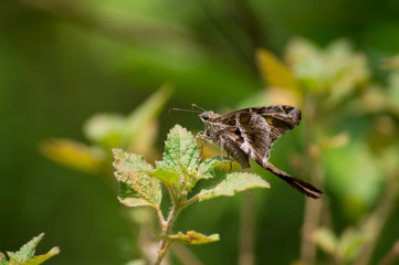  butterfly on a leaf