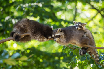 Waschbär