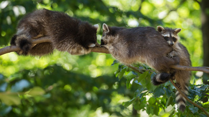 Waschbär
