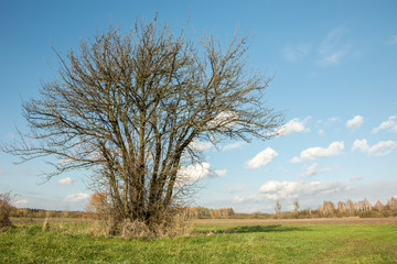 Group of trees without leaves growing on a meadow