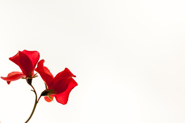 Red flowers on the white background. Soft, gentle, airy, elegant artistic image.