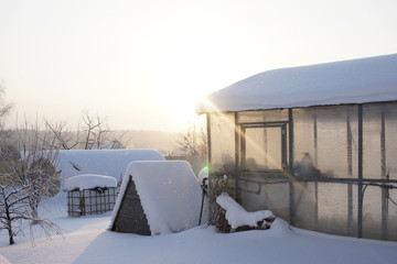 Garden in the winter. Snowfall and sun.