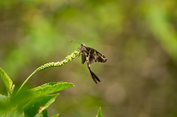  butterfly on a leaf