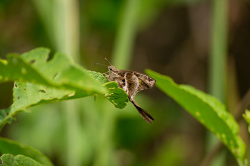 butterfly on a leaf