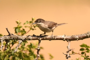 Curruca mirlona en una zarza