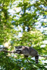 Waschbär